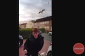Boy attacked by aggressive seagulls