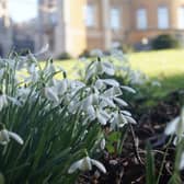The snowdrop gardens at Belvoir Castle are now open