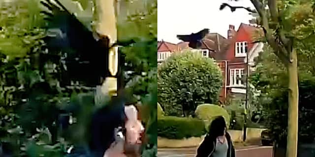 Cyclist is attacked by two crows in London neighbourhood.