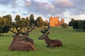 The grounds of Wollaton Hall are home to more than 200 deer  